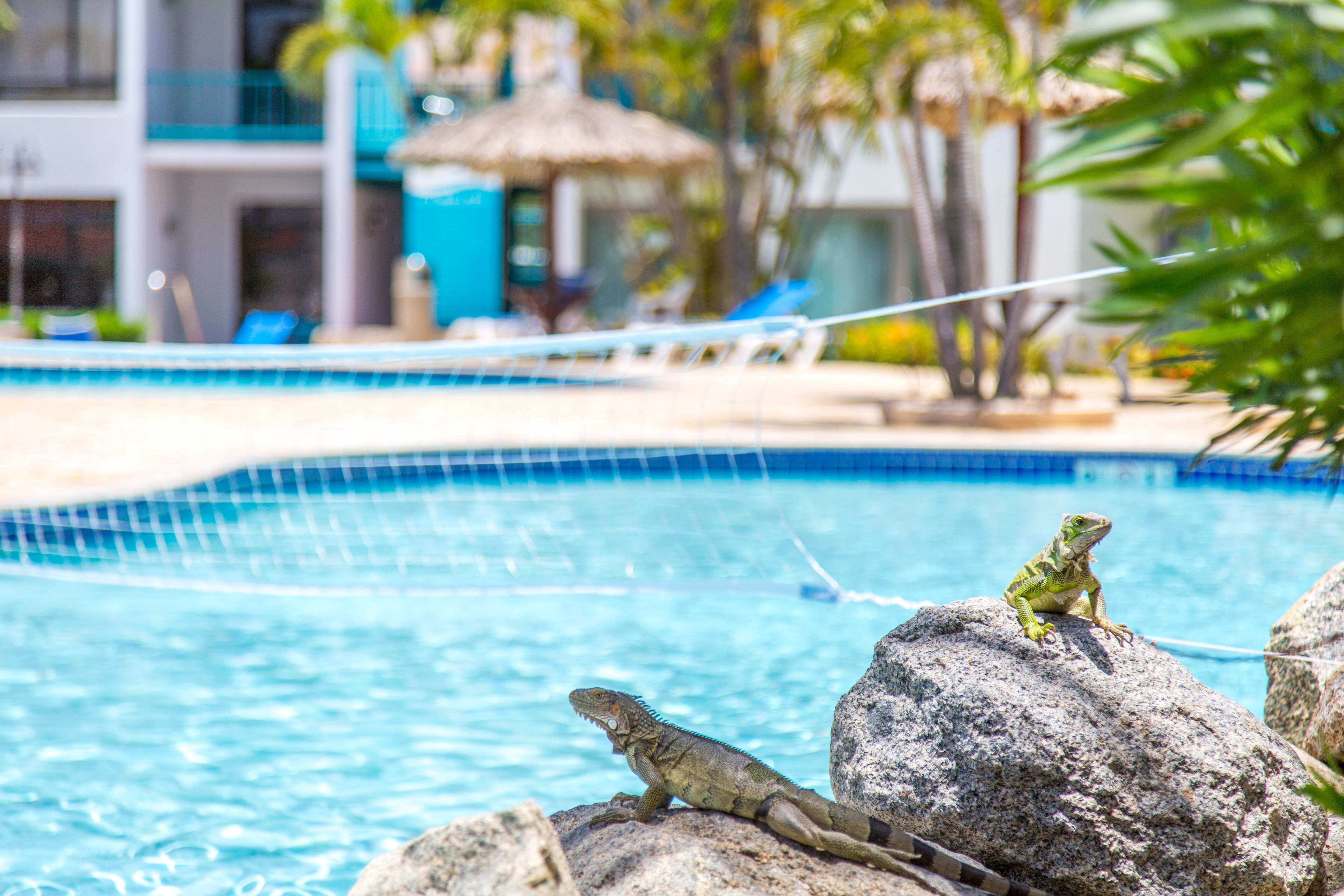 Courtyard By Marriott Aruba Resort Palm Beach Luaran gambar